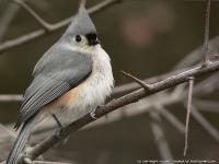 Tuft_Tit_Mouse.jpg