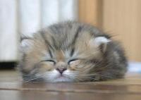 kittenpuddle.jpg