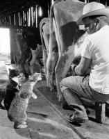 catmilking.jpg