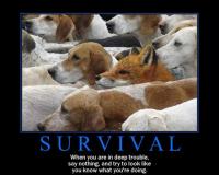 survival.jpg