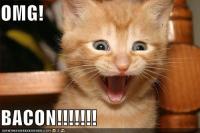 funny_pictures_kitten_is_excited_about_bacon.jpg