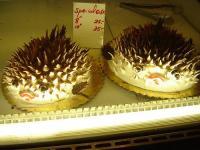 puffer_fish.jpg