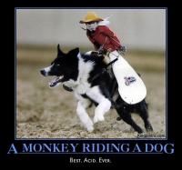 monkey_riding_dog.jpg