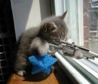 bewarethesniperkitten.jpg