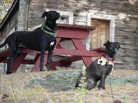 dogs_table_resize.jpg