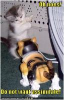 1181592539_kittehsUntitled27.b.jpeg